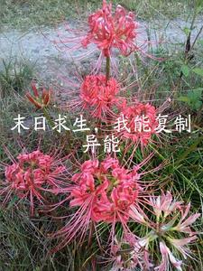 我!巨龙领主笔趣阁